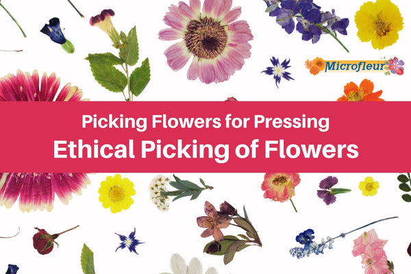 Ethical Picking - Learn the key to respecting the art of picking and pressing flowers. - Microfleur
