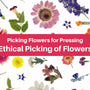 Ethical Picking - Learn the key to respecting the art of picking and pressing flowers. - Microfleur