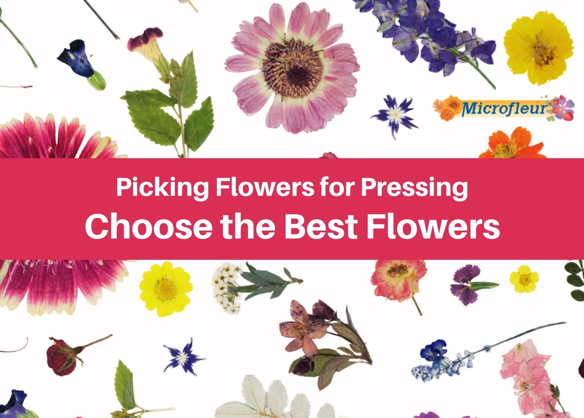 Picking Flowers for Pressing Pick the Best Microfleur