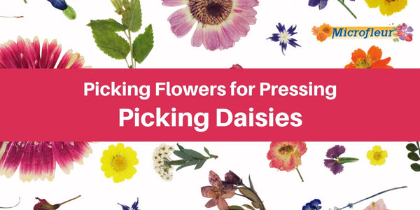 Picking Daisies - Pressing daisies can be a challenge. Knowing when to pick them makes the process easier. - Microfleur