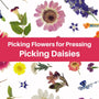 Picking Daisies - Pressing daisies can be a challenge. Knowing when to pick them makes the process easier. - Microfleur