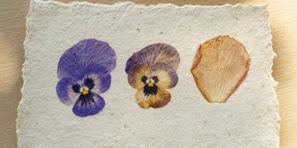 Why Flowers Turn Brown in Handmade Paper