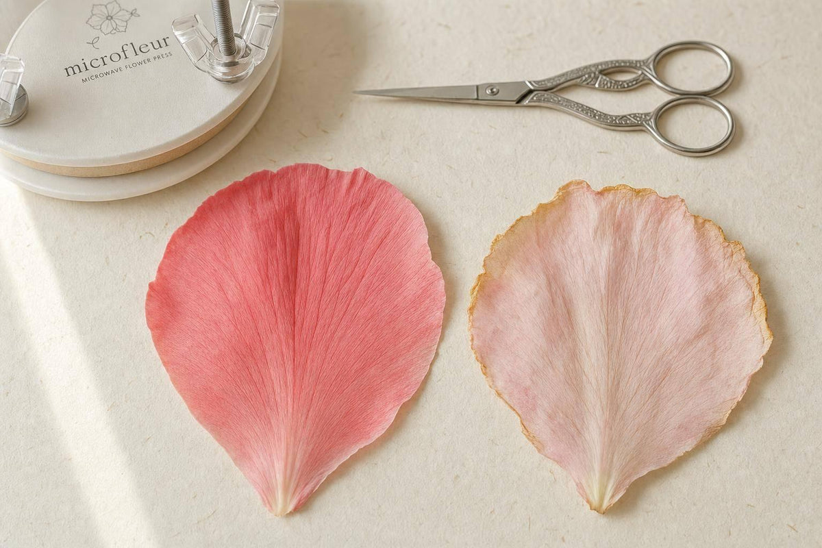 Microwave vs Air Pressing for Thick Petals