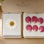 Daisy vs Rose for Pressing: Flower ID