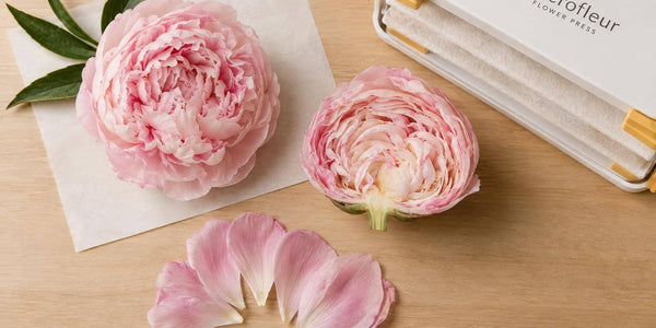 Can You Press Peonies Whole?