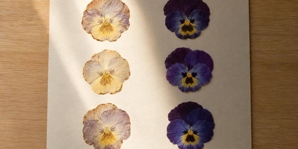 What Studies Show About Color Loss in Pressed Flowers
