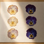 What Studies Show About Color Loss in Pressed Flowers