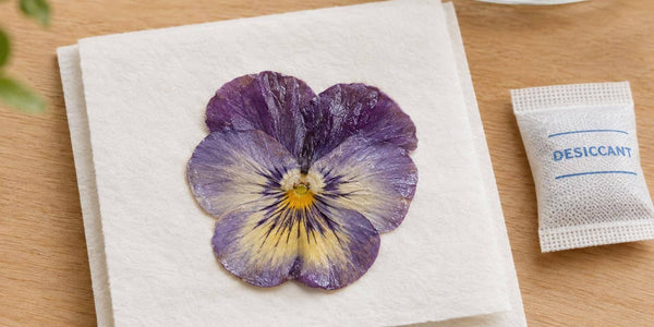 Why Pressed Flowers Feel Damp After Drying