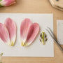 Pressing Tulips: 2 Profiles From 1 Flower