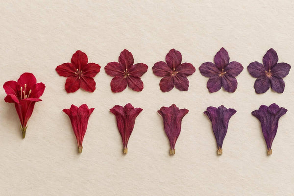 How to Press Weigela Flowers: Shapes and Color