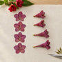 Pressing Weigela: Flower Shapes and Color