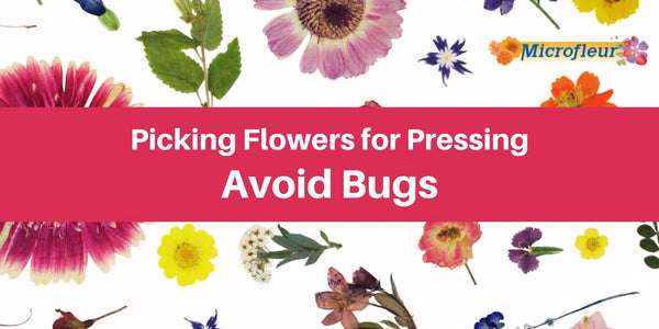 Avoid Bugs - Learn about the creatures that want to sabotage your projects. - Microfleur