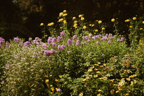 Choosing and Preparing Flowers for Pressing - Microfleur