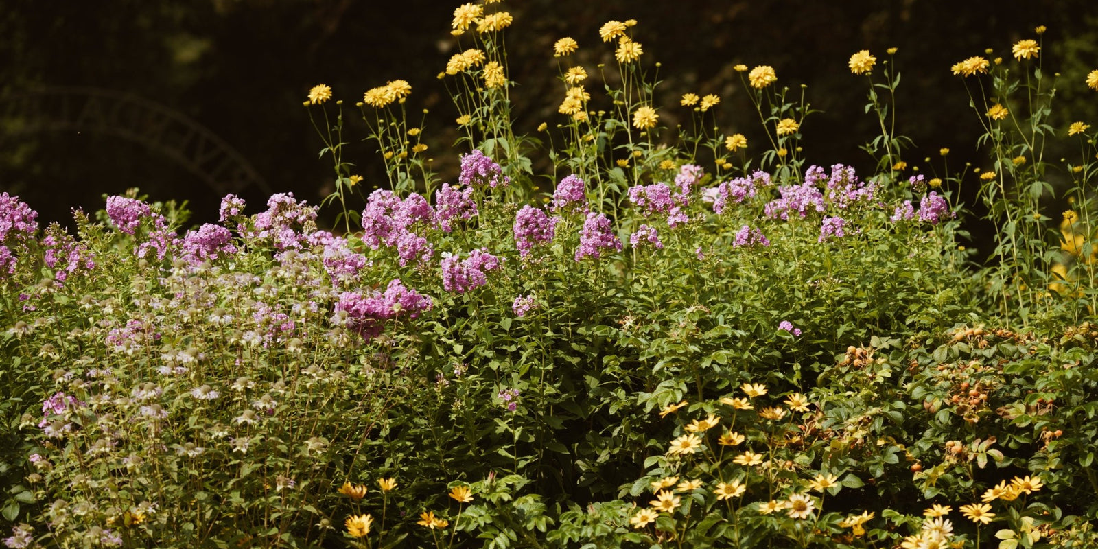 Choosing and Preparing Flowers for Pressing - Microfleur