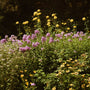 Choosing and Preparing Flowers for Pressing - Microfleur