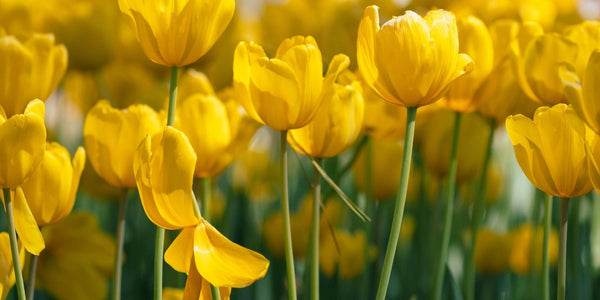 Elevate Your Décor with Pressed Flower Framed Art - Microfleur