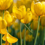 Elevate Your Décor with Pressed Flower Framed Art - Microfleur
