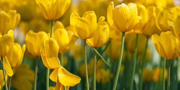 Elevate Your Décor with Pressed Flower Framed Art - Microfleur