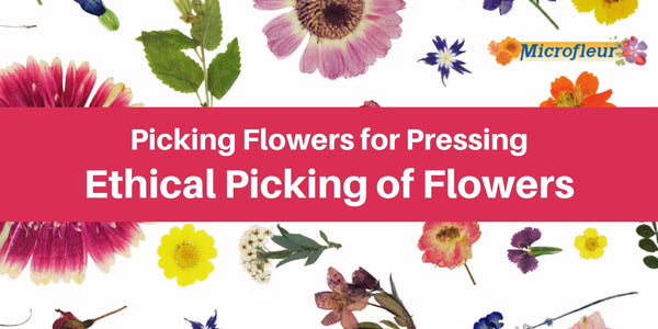 Ethical Picking - Microfleur