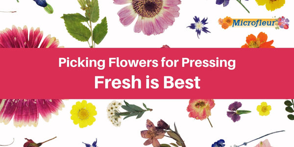 Fresh is Best - Choosing the best flowers will result in the best pressed flowers. - Microfleur