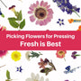 Fresh is Best - Choosing the best flowers will result in the best pressed flowers. - Microfleur