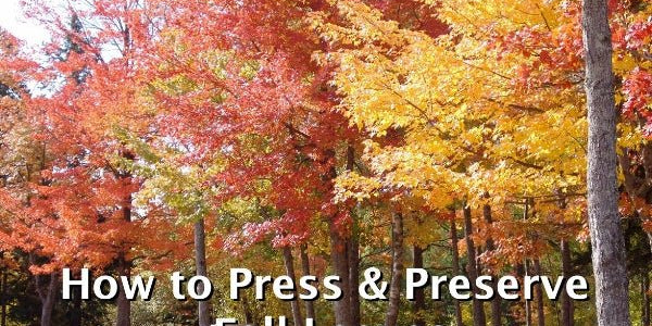 How to Press and Preserve Fall Leaves - Microfleur