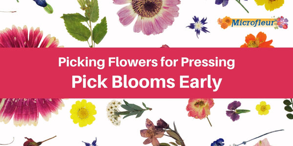 Learn when a flower is at its prime for pressing! - Microfleur