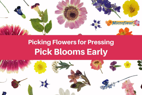 Learn when a flower is at its prime for pressing! - Microfleur