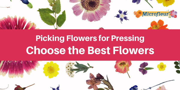 Pick the Best Flowers - Learn how to select the perfect flowers for pressing and achieve stunning results. - Microfleur