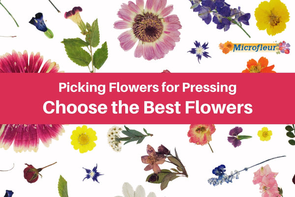 Pick the Best Flowers - Microfleur