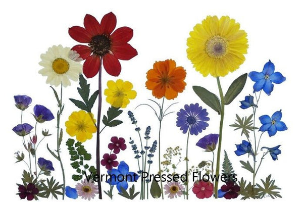 Pressed Flower Artist: Ellie Roden - Microfleur