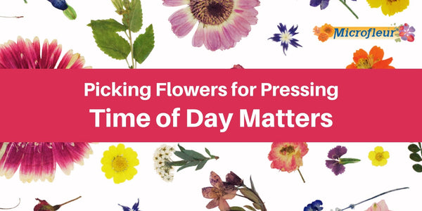 Time of Day Matters - Learn when to put "pick flowers" on your daily to-do list for the best pressed flowers - Microfleur