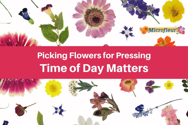Time of Day Matters - Microfleur