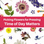 Time of Day Matters - Learn when to put "pick flowers" on your daily to-do list for the best pressed flowers - Microfleur