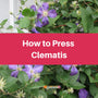 A close-up of a blooming purple clematis vine with green leaves. A large pink banner across the center of the image reads "How to Press Clematis."