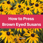 A field of bright yellow brown-eyed Susans with dark centers. A large pink banner is overlaid on the center, which reads "How to Press Brown Eyed Susans."