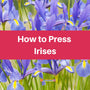 Purple Irises