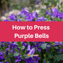 Pressing Purple Bells