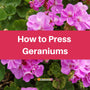  A close-up of a vibrant pink geranium plant with green leaves. A large pink banner is laid across the center of the image, which reads "How to Press Geraniums."