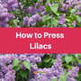 Pressing Lilacs
