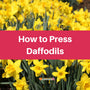 Pressed Daffodils
