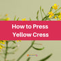 Pressing Yellow Cress