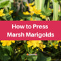 Pressing marsh Marigolds