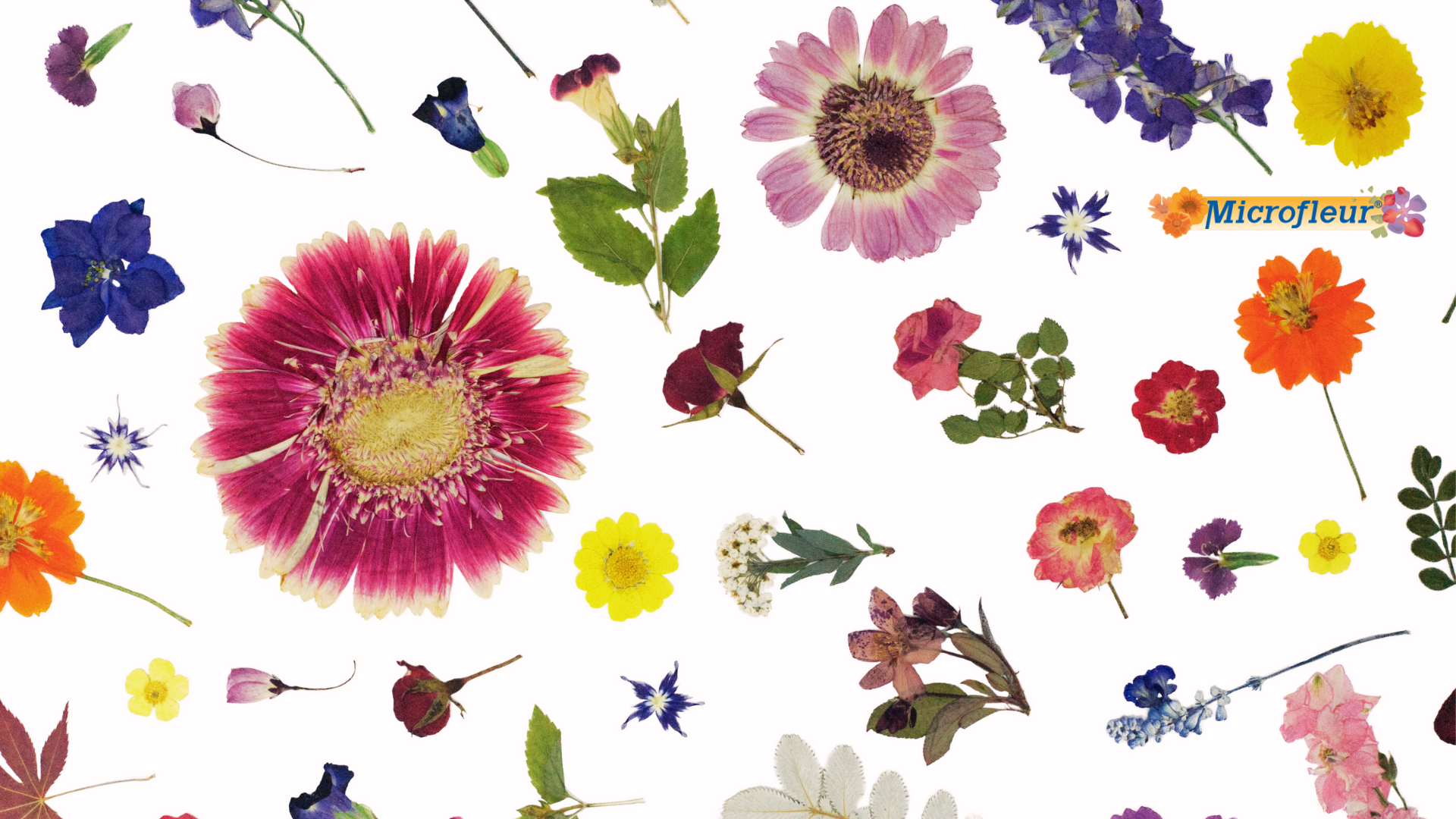 Esschert Design Microwave Flower & Herb Press - Bloomling