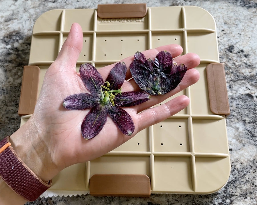 Microfleur - Recharge de presse à fleurs standard pour micro-ondes – Accessoire d'art floral, pressage créatif, créations artisanales pour les amateurs de plantes, doublure en coton lavable de Microfleur - Recharge de presse à fleurs standard pour micro-ondes – Accessoire d'art floral, pressage créatif, créations artisanales pour les amateurs de plantes, doublure en coton lavable de