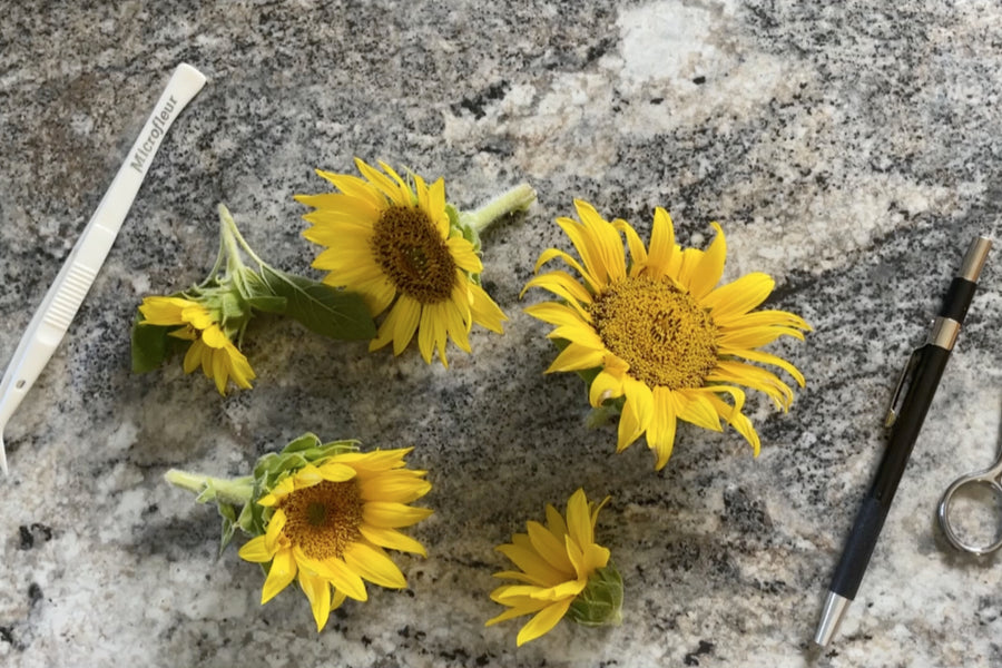 Dried Daisy Flowers Bouquet Real Dry White Flowers With - Temu