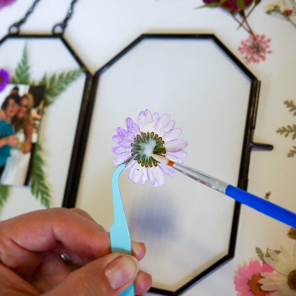 Framed Pressed Flowers Kit - Microfleur