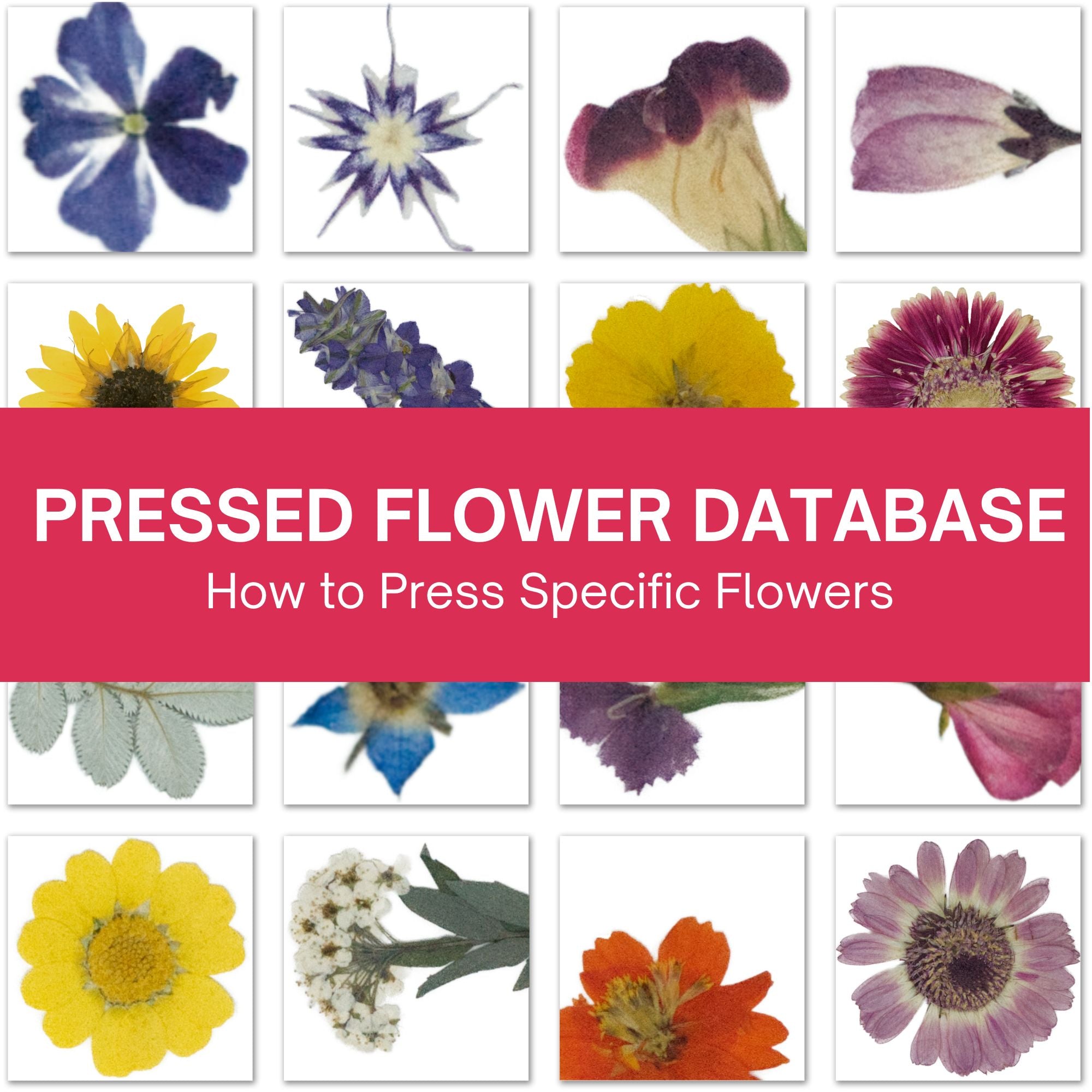 Pressed Flower Database - Microfleur