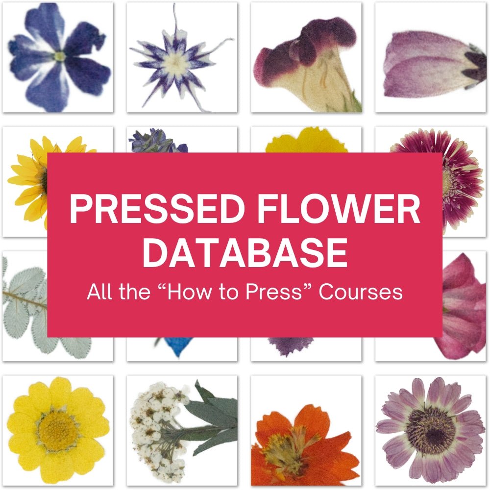 Pressed Flower Database: Course Bundle | MicroFleur – Microfleur