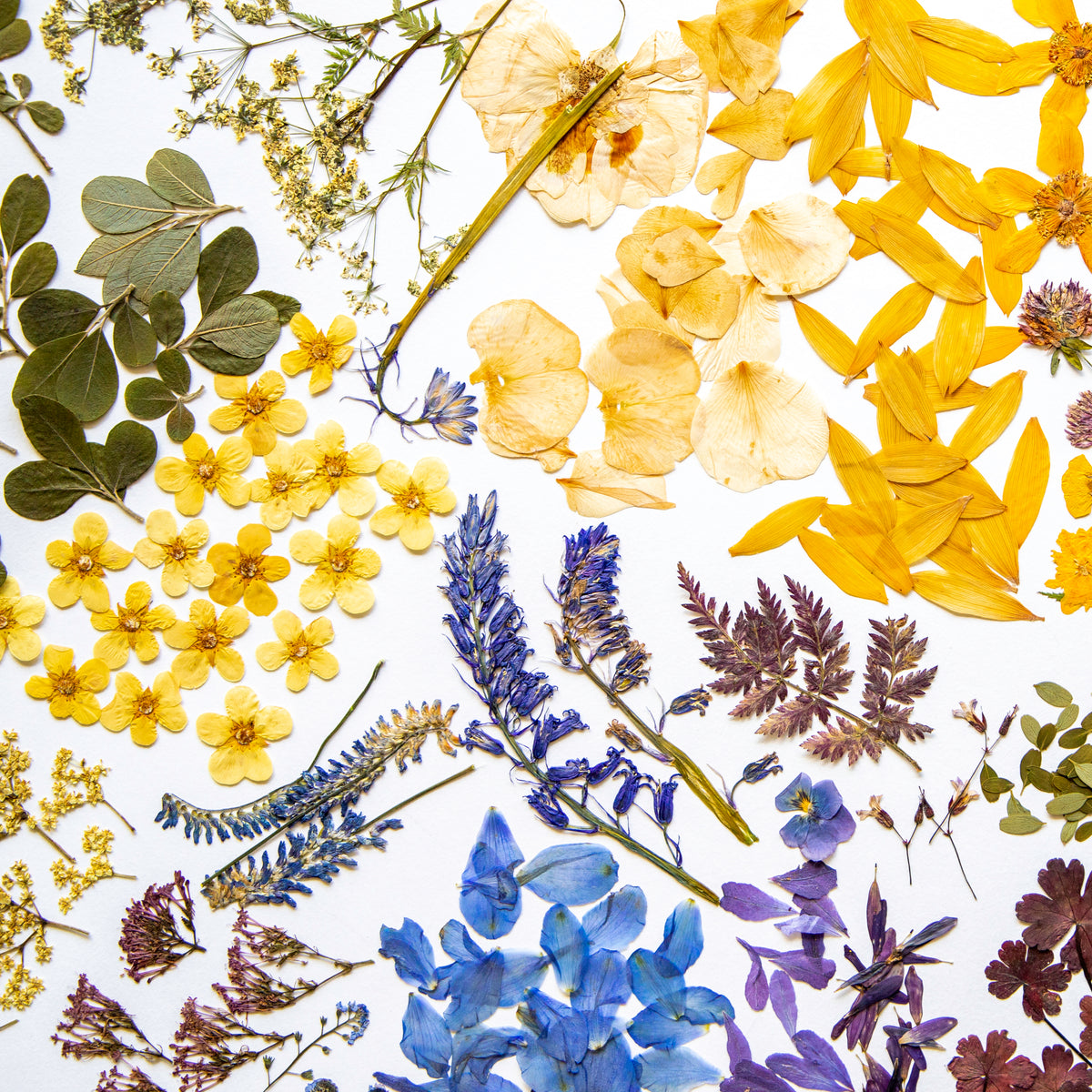 Pressed Flower Club Subscription